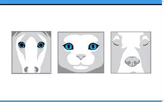 The Animal Eye Institute of Charleston website