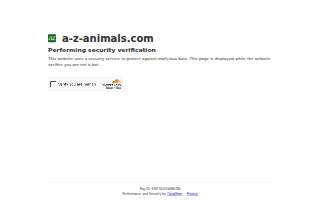 Animal Care Services