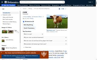 Cow & Cabbage