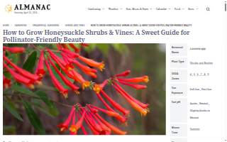 The Honeysuckle Coffee Co.