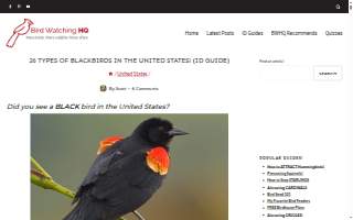 Blackbird