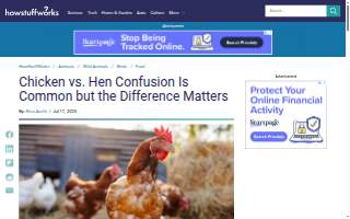 Hen & Egg