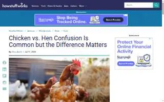 Hen of the Wood - Burlington website
