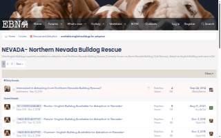 Bulldog Rooter