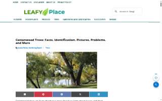 Cottonwood Dental