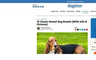 Hound Dog Landscaping website