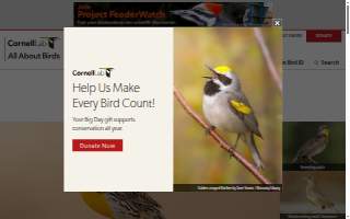 Meadowlark Coffee & Espresso