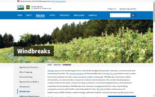 The Windbreak