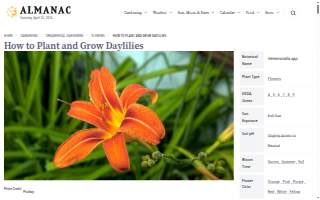 Daylily Coffee