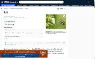 Abejas Golden website