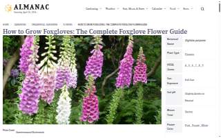 Foxglove Bar and Hideout
