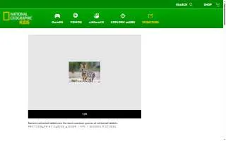 Cottontail Lounge website