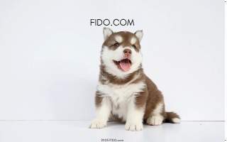 fi.d.o