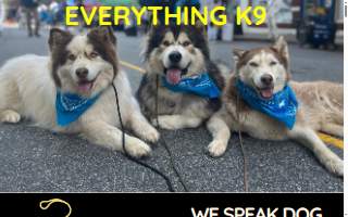 Everything K9