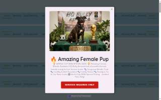 HQ Bully Kennels