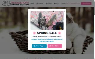 Bridgeport Puppies and Kittens