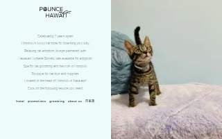 Pounce Hawaii