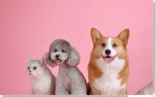 Pawsitively Purrfect Pet Care
