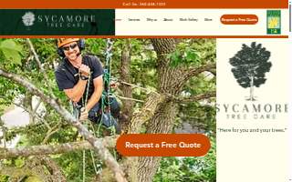 Sycamore Tree Care