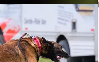 Perspective K9 Training of Kokomo