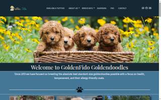 GoldenFido Goldendoodles