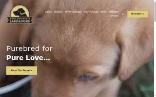 Bald Mountain Labradors