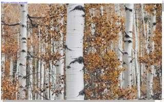 Accurate Cut Tree Service