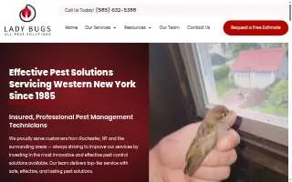 Lady Bugs All Pest Solutions of Brighton website