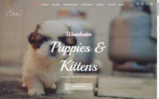 Westchester Puppies & Kittens of Dobbs Ferry