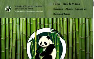 Charleston Clumping Bamboo