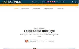 Donkey Inn