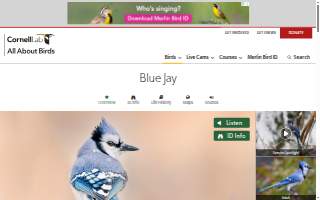 Bluejay Construction