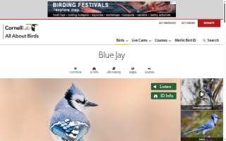 Bluejay Enterprises
