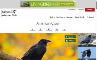 Crow Donald L Attorney