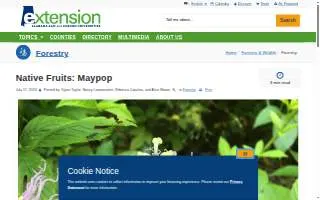 Maypop Coffee & Garden Shop website