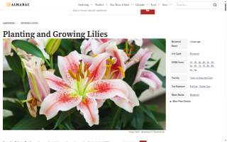 Lily Field Realty