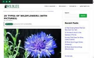 Wildflowers Pediatric Therapy of Bradenton website