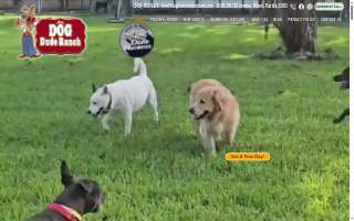 Dog Dude Ranch