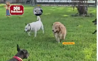 Dog Dude Ranch of Golden Glades website