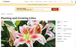 Lily Lace Flowers