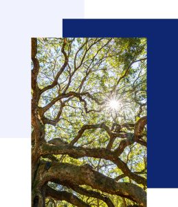 Charleston Estate Planning Law Firm