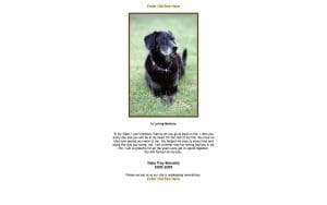 The Dog Trainer